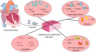 Exercise-Induced Adult Cardiomyocyte Proliferation in Mammals